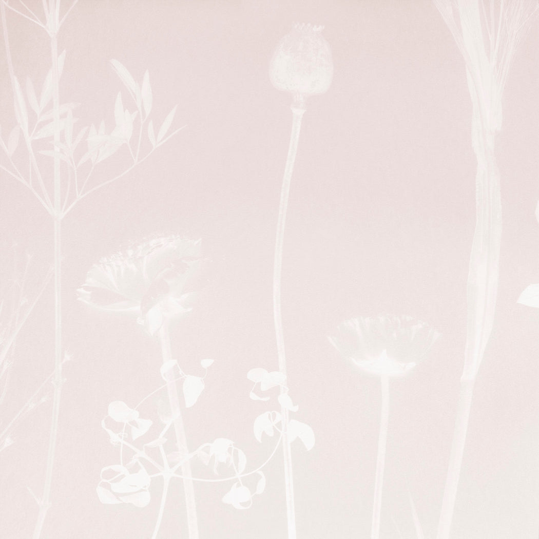 Flora | Azalea